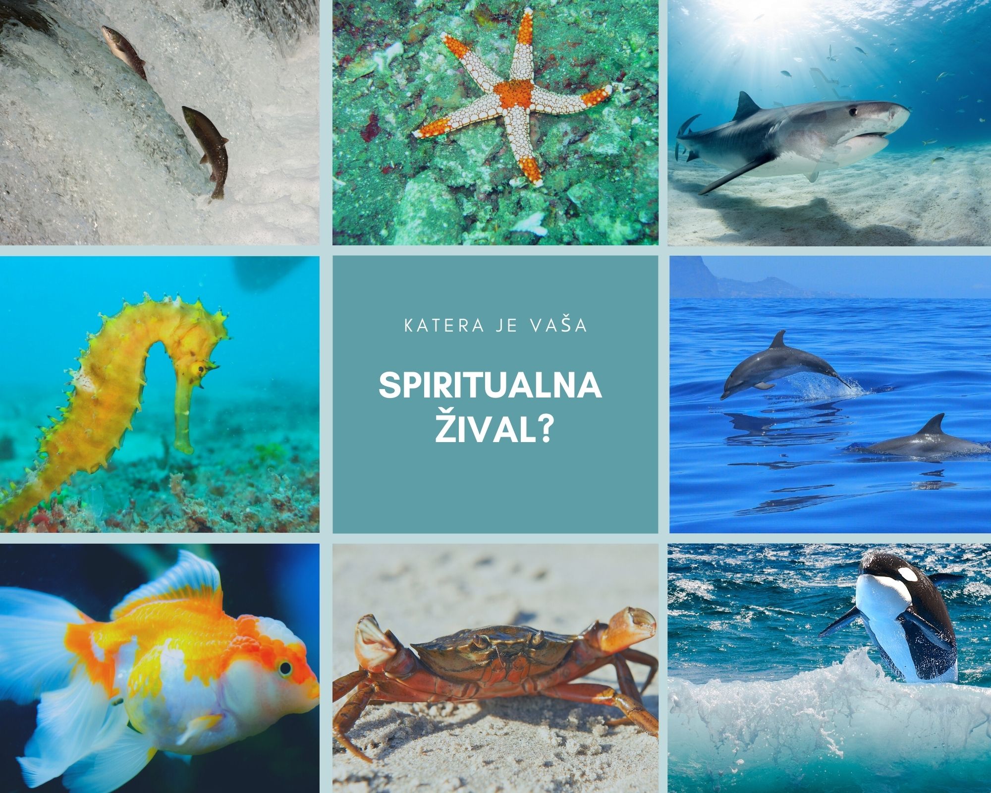 Katera je vaša poletna spiritualna žival?